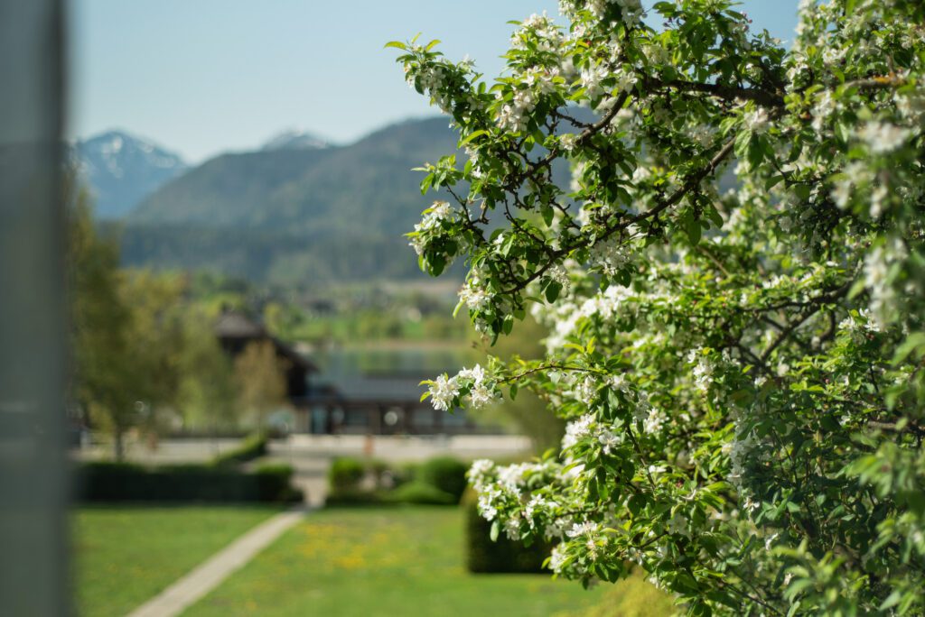 Ferienwohnung Wolfgangsee – Ried - Bild 5